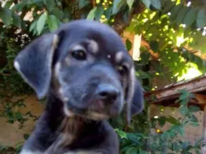 Cachorro raça Vira lata idade Abaixo de 2 meses nome Não tem nome