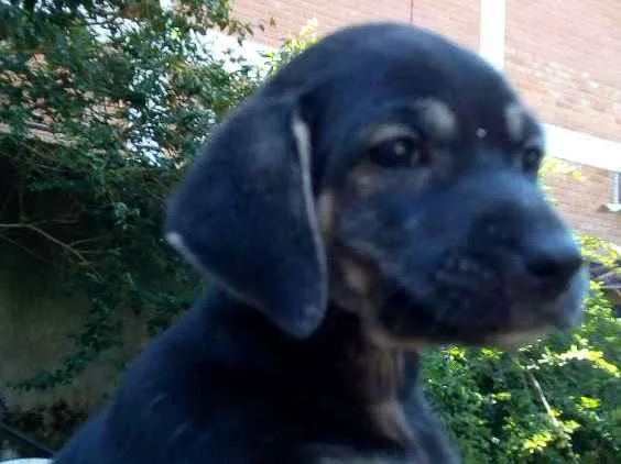 Cachorro ra a Vira lata idade Abaixo de 2 meses nome Não tem nome