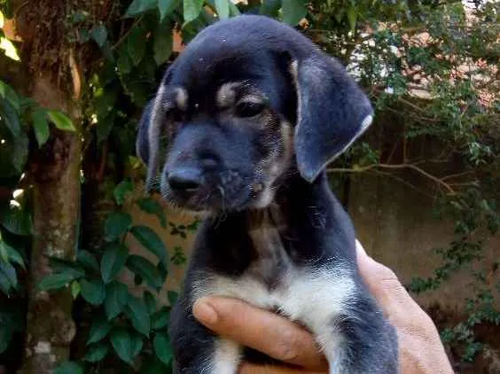 Cachorro ra a Vira lata idade Abaixo de 2 meses nome Não tem nome