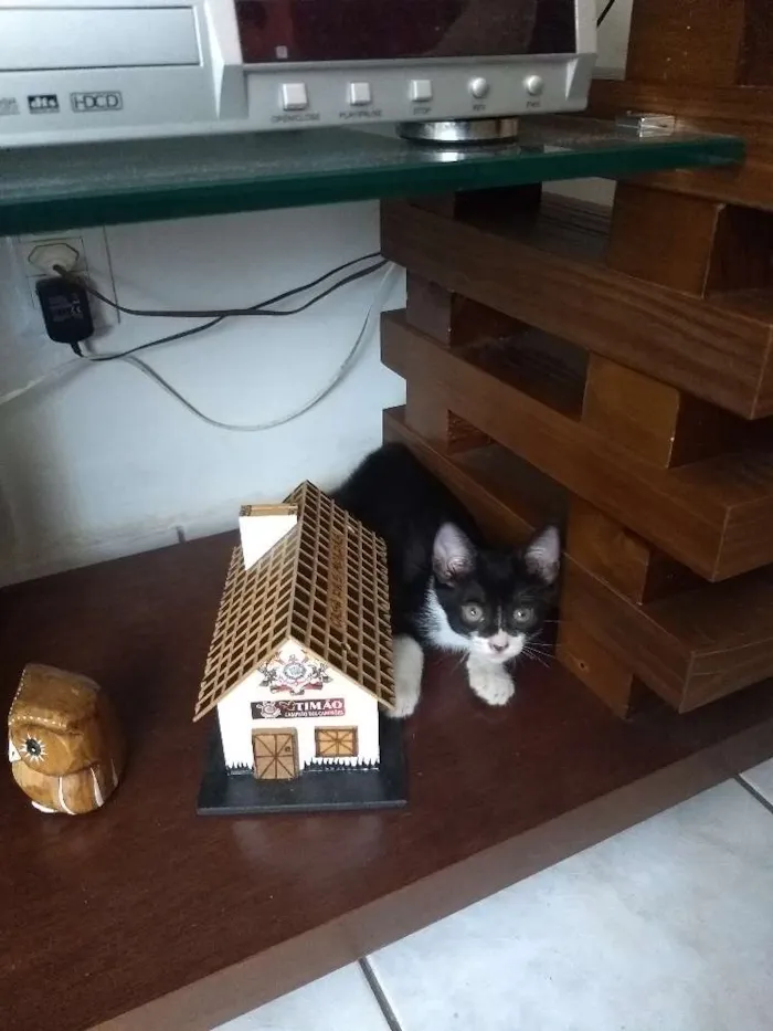 Gato ra a  idade Abaixo de 2 meses nome Bruce Wayne
