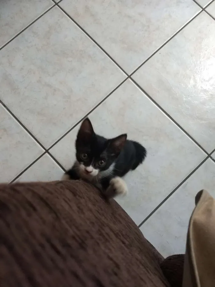 Gato ra a  idade Abaixo de 2 meses nome Bruce Wayne