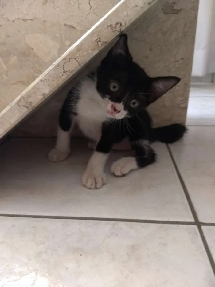 Gato ra a  idade Abaixo de 2 meses nome Bruce Wayne