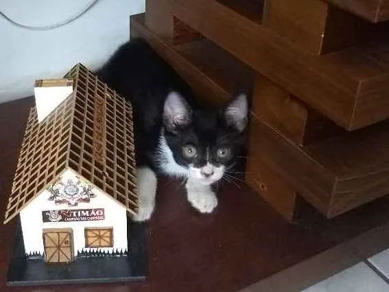 Gato ra a  idade Abaixo de 2 meses nome Bruce Wayne
