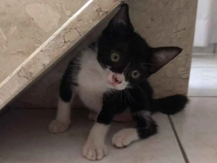 Gato ra a  idade Abaixo de 2 meses nome Bruce Wayne