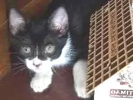 Gato ra a  idade Abaixo de 2 meses nome Bruce Wayne
