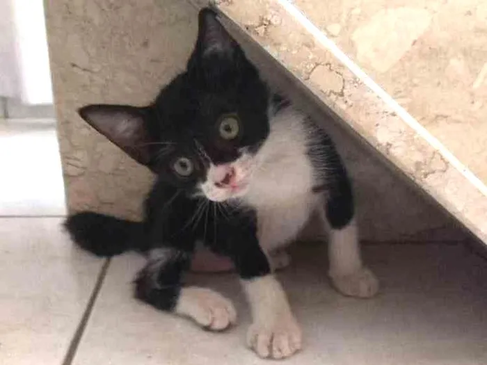 Gato ra a  idade Abaixo de 2 meses nome Bruce Wayne