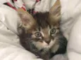 Bebe 