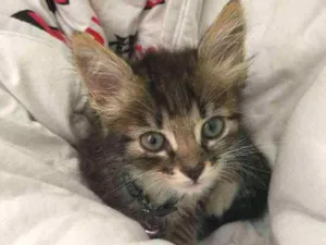 Gato raça  idade Abaixo de 2 meses nome Bebe 