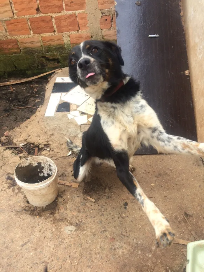 Cachorro ra a Não sei idade 2 anos nome Rage.       Spaik 