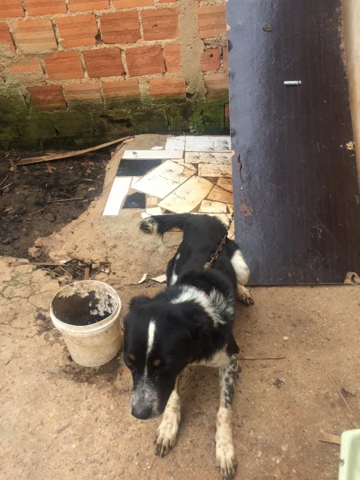 Cachorro ra a Não sei idade 2 anos nome Rage.       Spaik 
