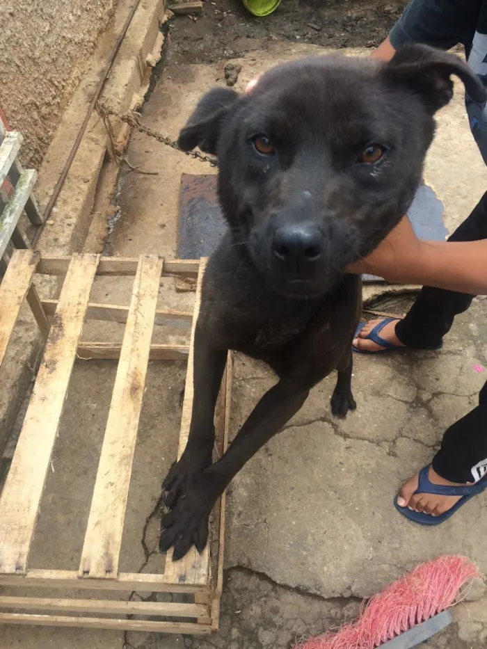 Cachorro ra a Não sei idade 2 anos nome Rage.       Spaik 