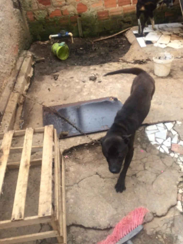 Cachorro ra a Não sei idade 2 anos nome Rage.       Spaik 