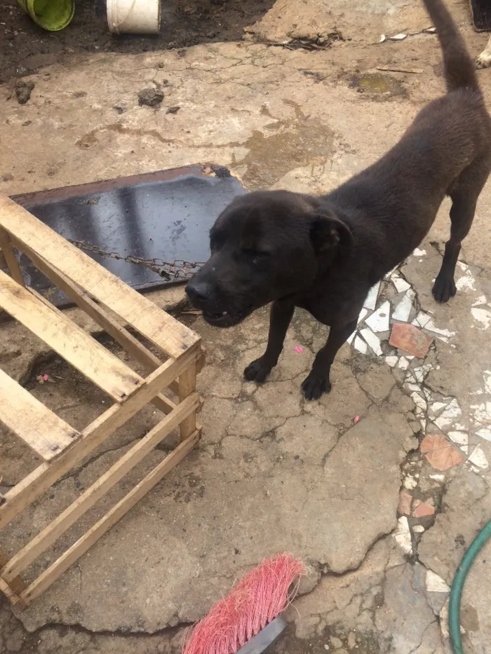Cachorro ra a Não sei idade 2 anos nome Rage.       Spaik 