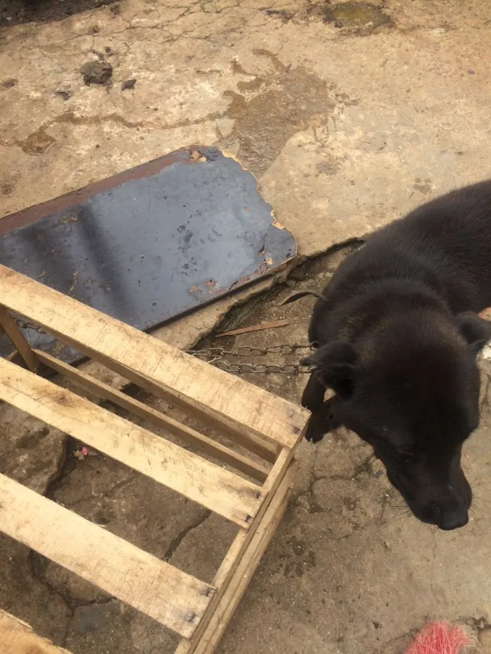 Cachorro ra a Não sei idade 2 anos nome Rage.       Spaik 