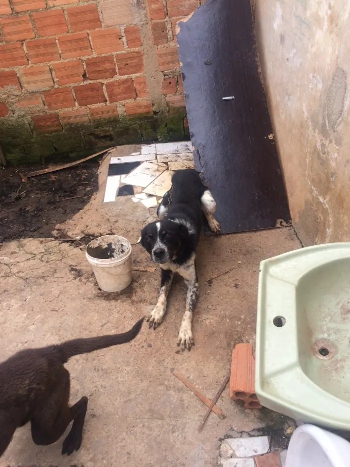 Cachorro ra a Não sei idade 2 anos nome Rage.       Spaik 