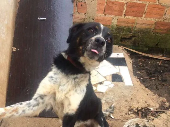 Cachorro ra a Não sei idade 2 anos nome Rage.       Spaik 