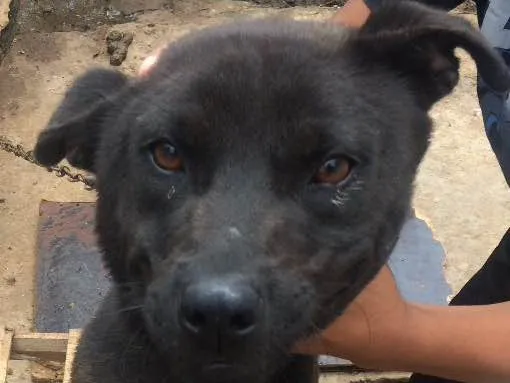 Cachorro ra a Não sei idade 2 anos nome Rage.       Spaik 