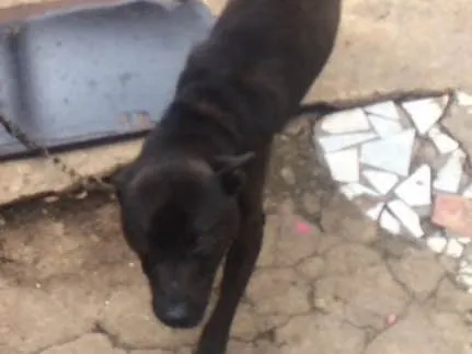 Cachorro ra a Não sei idade 2 anos nome Rage.       Spaik 