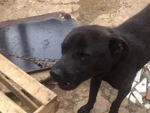 Cachorro ra a Não sei idade 2 anos nome Rage.       Spaik 