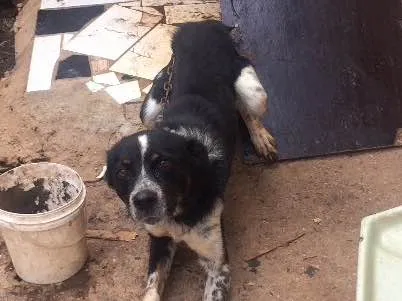 Cachorro ra a Não sei idade 2 anos nome Rage.       Spaik 