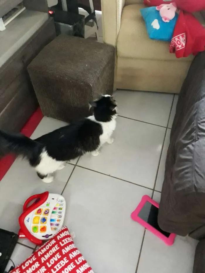 Gato ra a Sem raça definida idade 2 anos nome Kity
