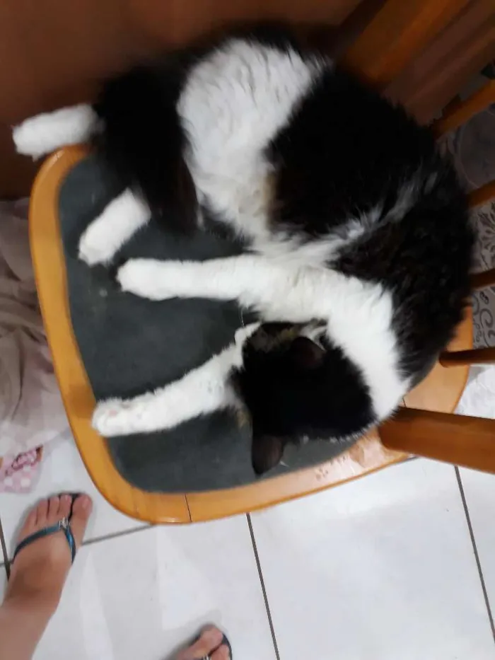 Gato ra a Sem raça definida idade 2 anos nome Kity