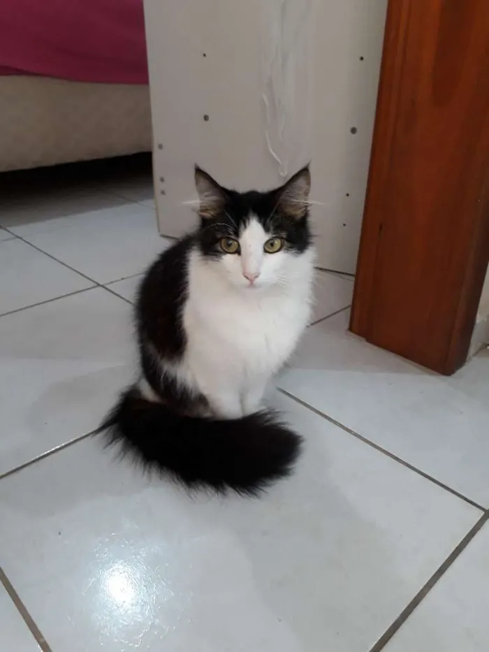Gato ra a Sem raça definida idade 2 anos nome Kity