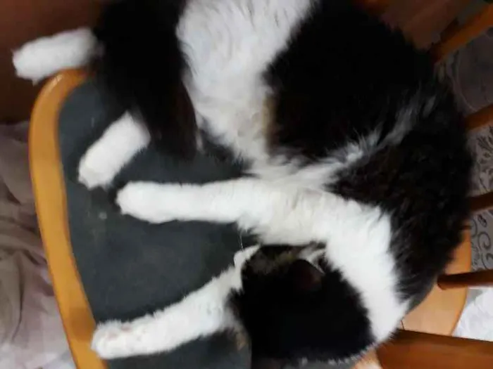 Gato ra a Sem raça definida idade 2 anos nome Kity