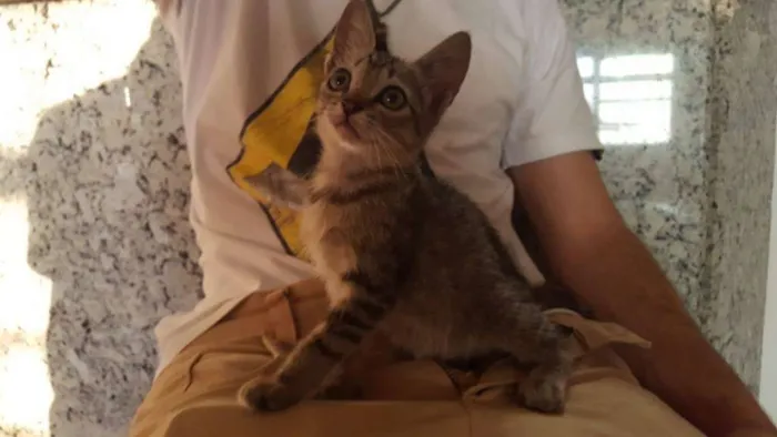 Gato raça Indefinido idade 2 a 6 meses nome Nina