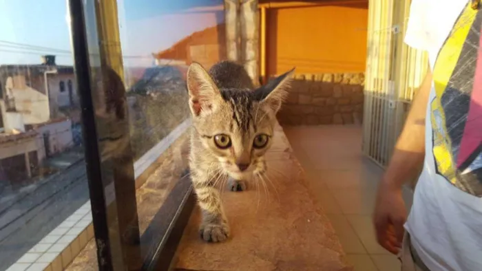 Gato raça Indefinido idade 2 a 6 meses nome Nina