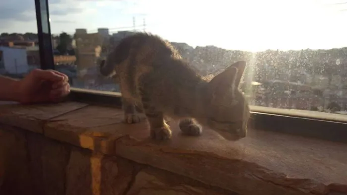 Gato raça Indefinido idade 2 a 6 meses nome Nina