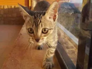 Gato raça Indefinido idade 2 a 6 meses nome Nina