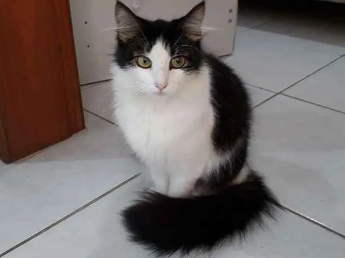 Gato ra a Sem raça definida idade 2 anos nome Kity