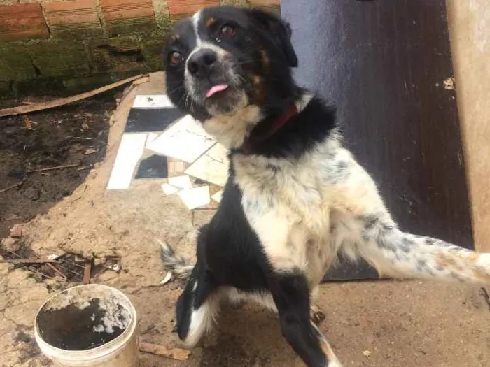 Cachorro ra a Não sei idade 2 anos nome Rage.       Spaik 