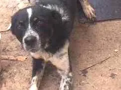 Cachorro ra a Não sei idade 2 anos nome Rage.       Spaik 