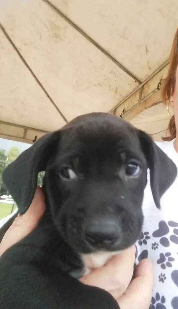 Cachorro ra a SRD idade 2 a 6 meses nome Sem nome 