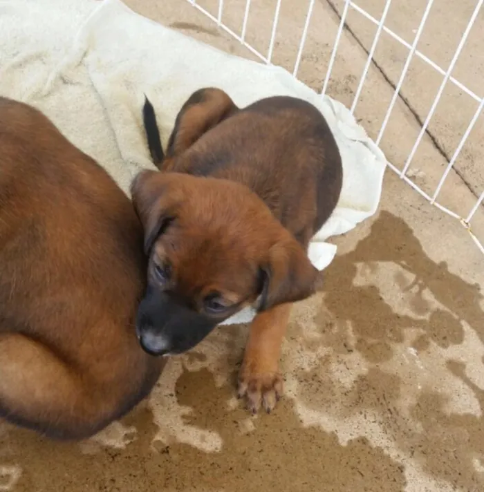 Cachorro ra a SRD idade 2 a 6 meses nome Sem nome 