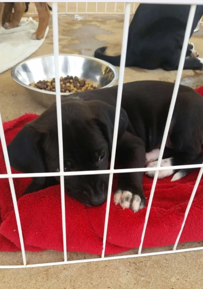 Cachorro ra a SRD idade 2 a 6 meses nome Sem nome 