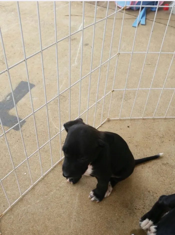 Cachorro ra a SRD idade 2 a 6 meses nome Sem nome 