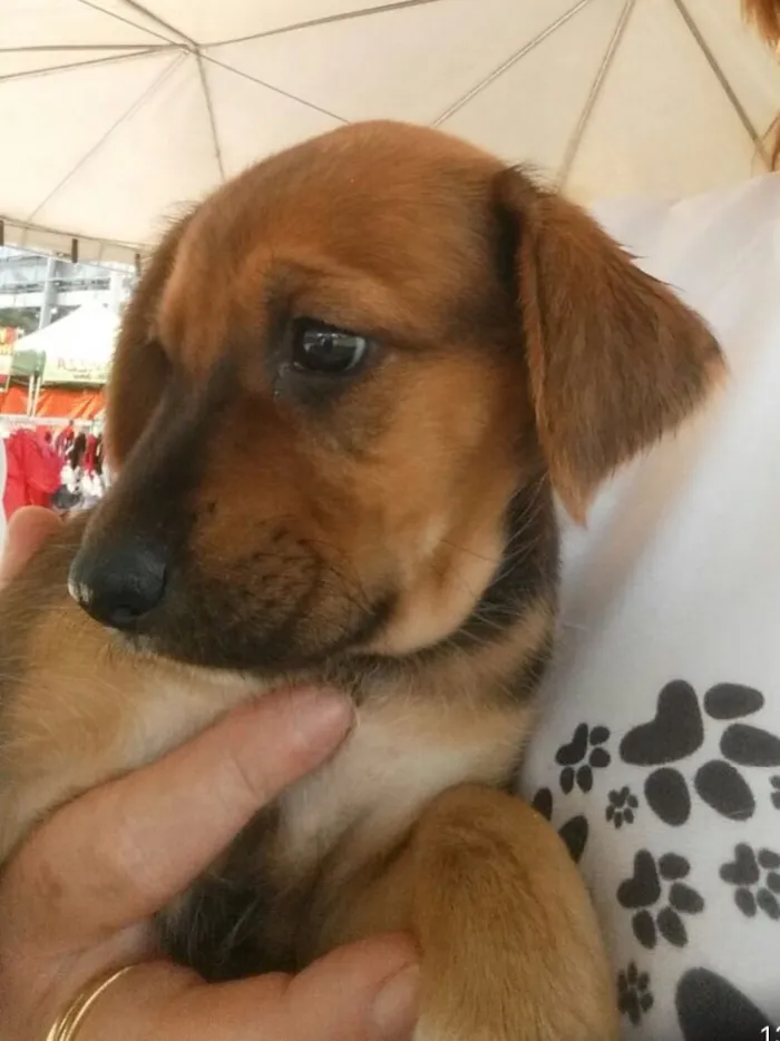 Cachorro ra a SRD idade 2 a 6 meses nome Sem nome 