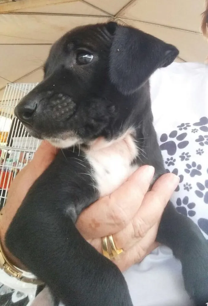 Cachorro ra a SRD idade 2 a 6 meses nome Sem nome 