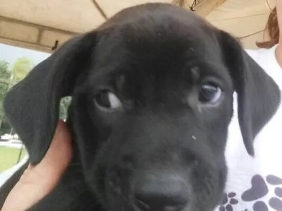 Cachorro ra a SRD idade 2 a 6 meses nome Sem nome 