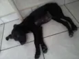 neguinha