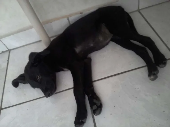 Cachorro ra a indefinida idade 2 a 6 meses nome neguinha