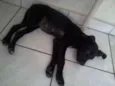 neguinha