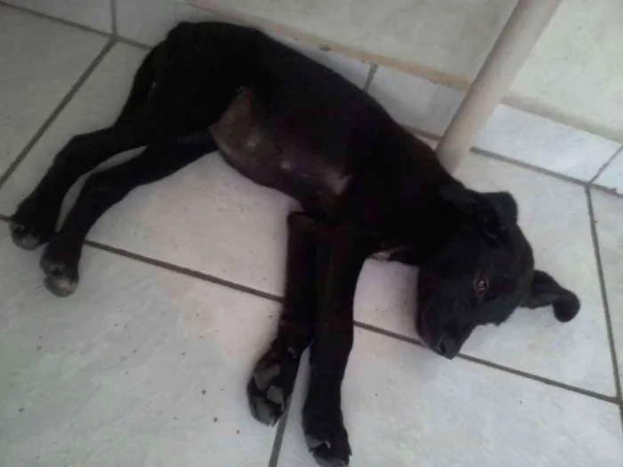 Cachorro ra a indefinida idade 2 a 6 meses nome neguinha