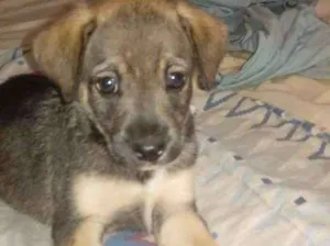 Cachorro raça Vira lata idade Abaixo de 2 meses nome Docinho e florzinha