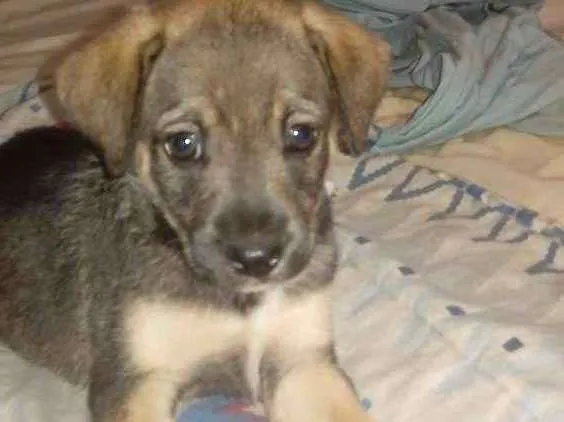 Cachorro ra a Vira lata idade Abaixo de 2 meses nome Docinho e florzinha