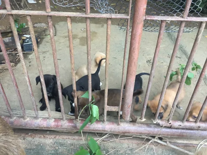 Cachorro raça Não definida  idade 2 a 6 meses nome Sem nome