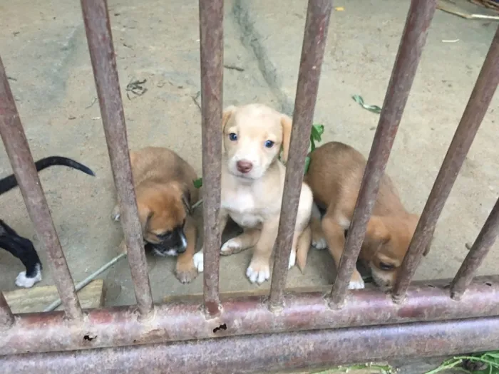 Cachorro raça Não definida  idade 2 a 6 meses nome Sem nome